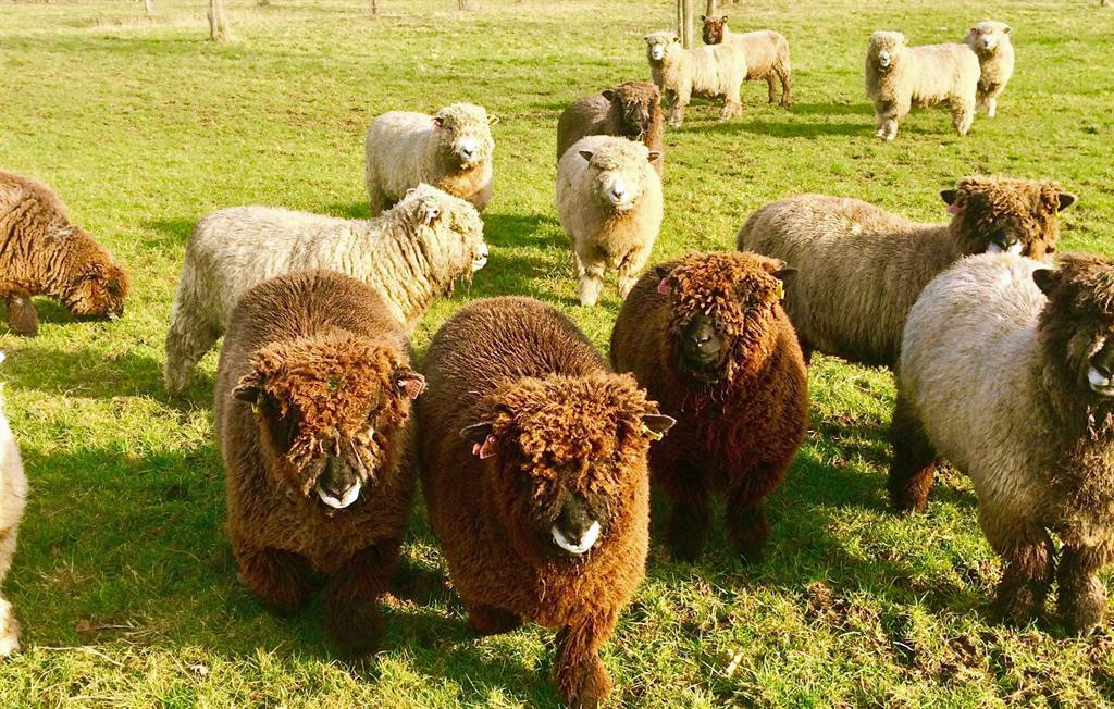 woolly-head-sheep